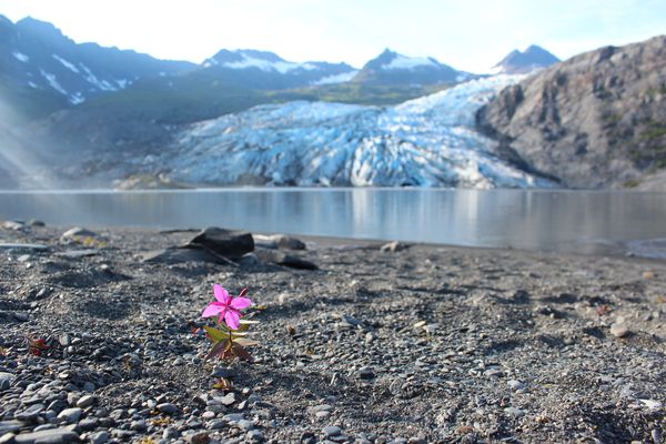 Lone wildflower beside a lake ringed by snow-capped peaks in the Chugach Mountains. 