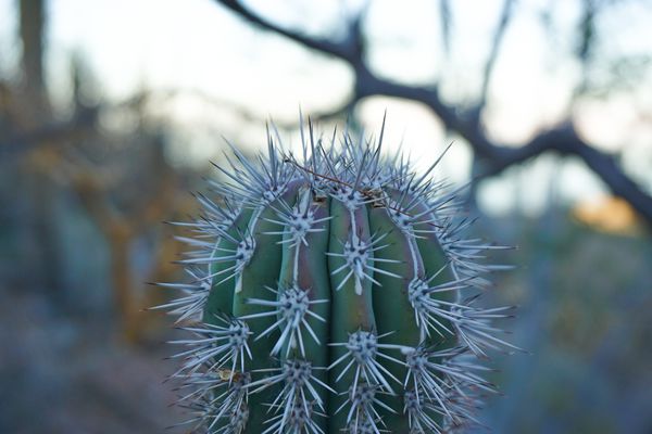 An up close photo of a cactus in Baja Mexico.